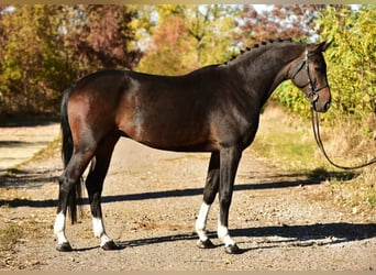 KWPN, Caballo castrado, 5 años, 168 cm, Castaño