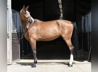 KWPN, Caballo castrado, 5 años, 168 cm, Castaño