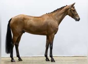 KWPN, Caballo castrado, 5 años, 168 cm, Castaño