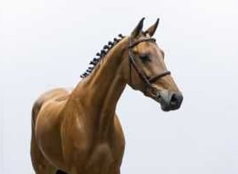 KWPN, Caballo castrado, 5 años, 168 cm, Castaño