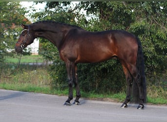 KWPN, Caballo castrado, 5 años, 168 cm, Castaño oscuro