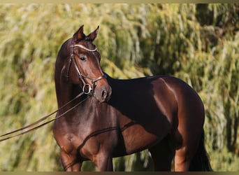 KWPN, Caballo castrado, 5 años, 168 cm, Castaño oscuro