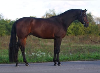 KWPN, Caballo castrado, 5 años, 168 cm, Castaño oscuro