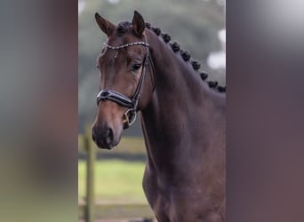 KWPN, Caballo castrado, 5 años, 168 cm, Castaño oscuro