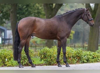 KWPN, Caballo castrado, 5 años, 168 cm, Castaño oscuro