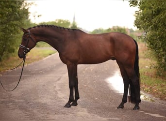 KWPN, Caballo castrado, 5 años, 168 cm, Castaño oscuro