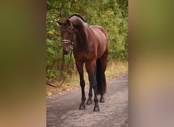 KWPN, Caballo castrado, 5 años, 168 cm, Castaño oscuro