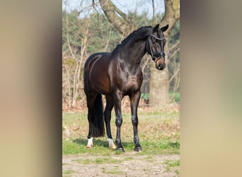 KWPN, Caballo castrado, 5 años, 168 cm, Castaño oscuro