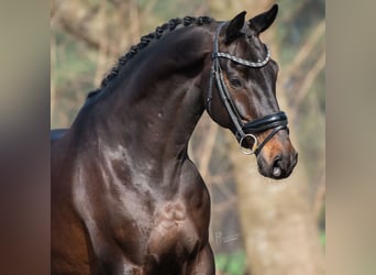 KWPN, Caballo castrado, 5 años, 168 cm, Castaño oscuro