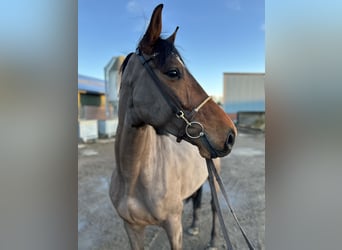 KWPN, Caballo castrado, 5 años, 168 cm, Castaño oscuro