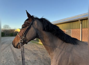 KWPN, Caballo castrado, 5 años, 168 cm, Castaño oscuro