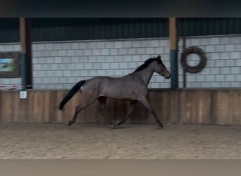 KWPN, Caballo castrado, 5 años, 168 cm, Castaño oscuro