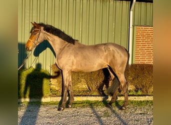 KWPN, Caballo castrado, 5 años, 168 cm, Castaño oscuro