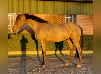 KWPN, Caballo castrado, 5 años, 168 cm, Castaño oscuro