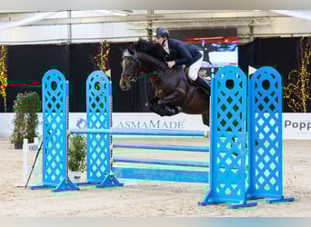 KWPN, Caballo castrado, 5 años, 168 cm, Castaño oscuro