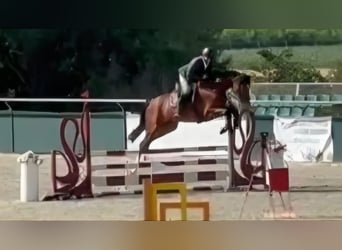 KWPN, Caballo castrado, 5 años, 168 cm, Castaño rojizo