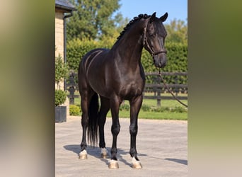 KWPN, Caballo castrado, 5 años, 168 cm, Negro