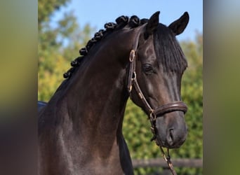KWPN, Caballo castrado, 5 años, 168 cm, Negro