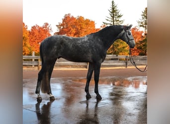KWPN, Caballo castrado, 5 años, 168 cm, Tordo