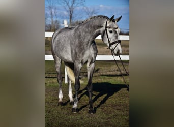 KWPN, Caballo castrado, 5 años, 168 cm, Tordo