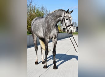 KWPN, Caballo castrado, 5 años, 168 cm, Tordo