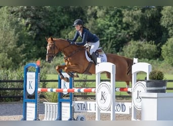 KWPN, Caballo castrado, 5 años, 169 cm, Alazán-tostado