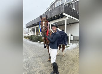 KWPN, Caballo castrado, 5 años, 169 cm, Alazán-tostado