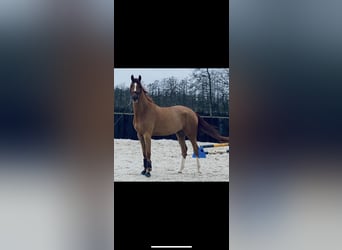KWPN, Caballo castrado, 5 años, 169 cm, Alazán-tostado