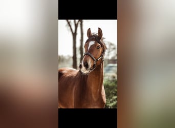 KWPN, Caballo castrado, 5 años, 169 cm, Castaño