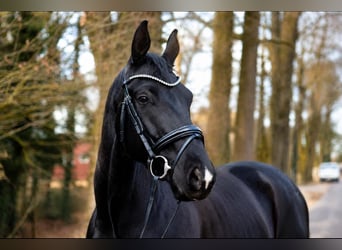KWPN, Caballo castrado, 5 años, 169 cm, Negro