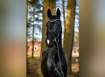 KWPN, Caballo castrado, 5 años, 169 cm, Negro