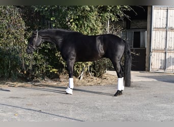 KWPN, Caballo castrado, 5 años, 169 cm, Negro