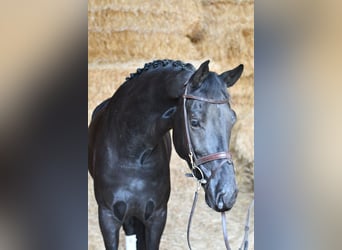 KWPN, Caballo castrado, 5 años, 169 cm, Negro