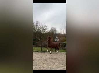 KWPN, Caballo castrado, 5 años, 170 cm, Alazán