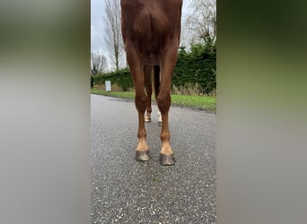 KWPN, Caballo castrado, 5 años, 170 cm, Alazán