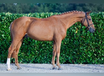 KWPN, Caballo castrado, 5 años, 170 cm, Alazán