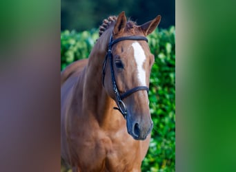 KWPN, Caballo castrado, 5 años, 170 cm, Alazán