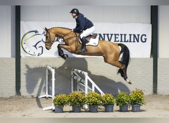 KWPN, Caballo castrado, 5 años, 170 cm