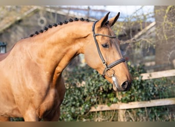 KWPN, Caballo castrado, 5 años, 170 cm