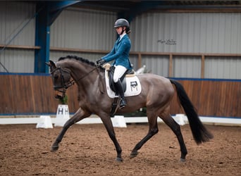 KWPN, Caballo castrado, 5 años, 170 cm, Castaño