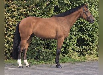 KWPN, Caballo castrado, 5 años, 170 cm, Castaño