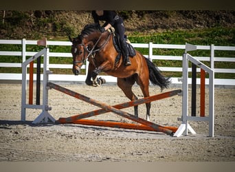 KWPN, Caballo castrado, 5 años, 170 cm, Castaño