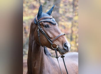 KWPN, Caballo castrado, 5 años, 170 cm, Castaño