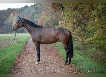 KWPN, Caballo castrado, 5 años, 170 cm, Castaño