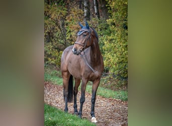 KWPN, Caballo castrado, 5 años, 170 cm, Castaño