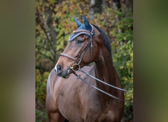 KWPN, Caballo castrado, 5 años, 170 cm, Castaño