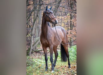 KWPN, Caballo castrado, 5 años, 170 cm, Castaño