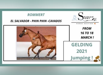 KWPN, Caballo castrado, 5 años, 170 cm, Castaño