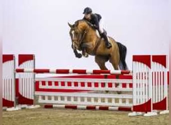 KWPN, Caballo castrado, 5 años, 170 cm, Castaño