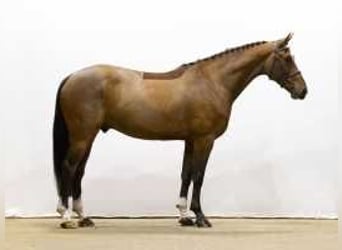 KWPN, Caballo castrado, 5 años, 170 cm, Castaño